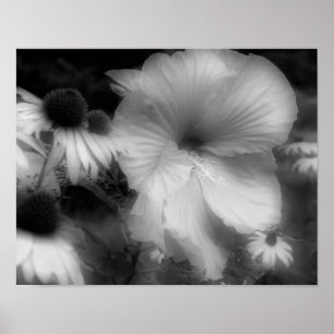 Hibiscus Flower Up Black White Photo Print