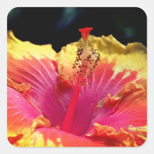 Hibiscus Flower Up Close Vierkante Sticker (Voorkant)