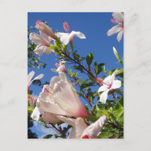 Hibiscus Flowers Briefkaart