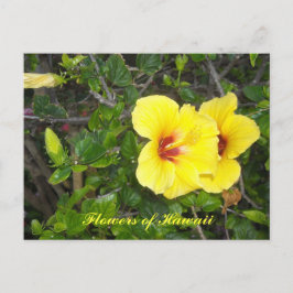 Hibiscus Flowers of Hawaii Briefkaart