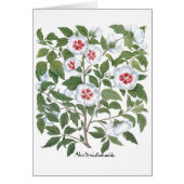  Hibiscus Flowers van Basilius Besler (Voorkant)