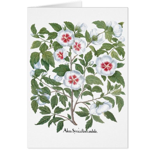  Hibiscus Flowers van Basilius Besler (Voorkant)