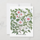  Hibiscus Flowers van Basilius Besler (Voorkant)