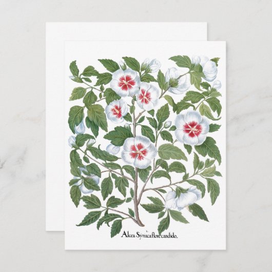  Hibiscus Flowers van Basilius Besler (Voorkant / Achterkant)