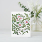  Hibiscus Flowers van Basilius Besler Briefkaart (Staand voorkant)