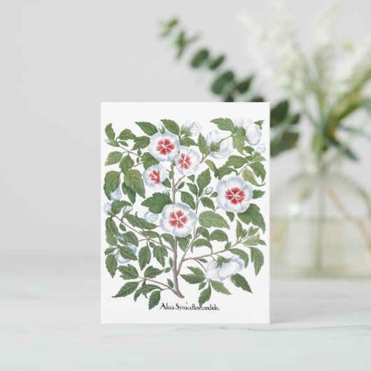  Hibiscus Flowers van Basilius Besler Briefkaart (Staand voorkant)