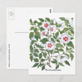  Hibiscus Flowers van Basilius Besler Briefkaart (Voorkant / Achterkant)