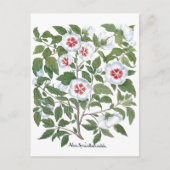  Hibiscus Flowers van Basilius Besler Briefkaart (Voorkant)