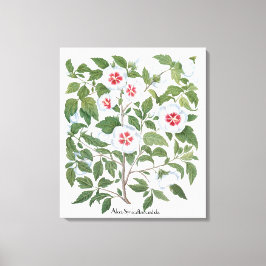  Hibiscus Flowers van Basilius Besler Canvas Afdruk