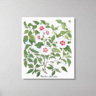 Hibiscus Flowers van Basilius Besler Canvas Afdruk
