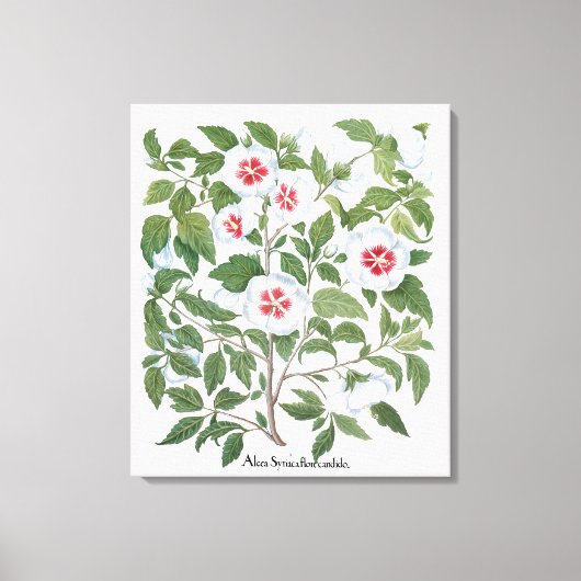 Hibiscus Flowers van Basilius Besler Canvas Afdruk (Voorkant)