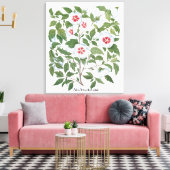 Hibiscus Flowers van Basilius Besler Canvas Afdruk (Insitu (Woonkamer))