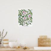  Hibiscus Flowers van Basilius Besler Poster (Keuken)