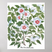 Hibiscus Flowers van Basilius Besler Poster (Voorkant)