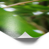 Hibiscus Foto Afdruk (Hoek)