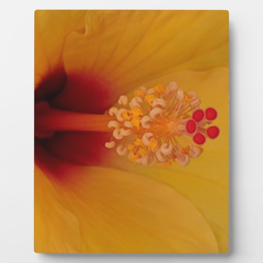 Hibiscus Fotoplaat (Voorkant)
