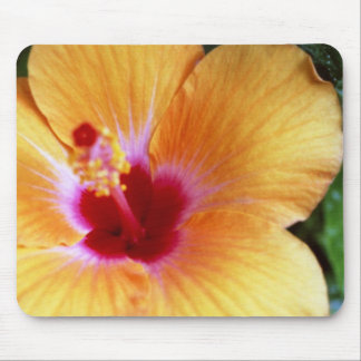 Hibiscus, geel-Oranje Muismat