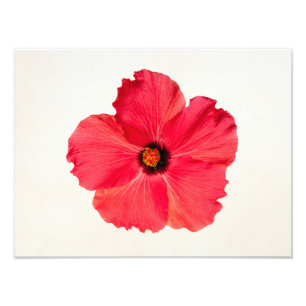 Hibiscus - Gepersonaliseerde tropische warmroze ve Foto Afdruk