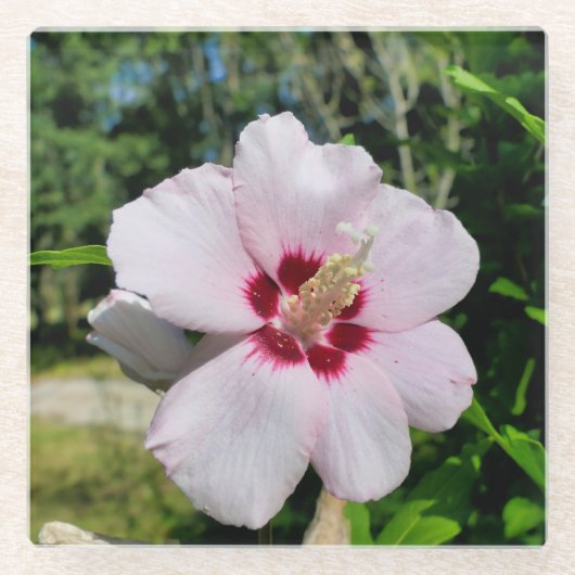 Hibiscus Glazen Onderzetter (Voorkant)