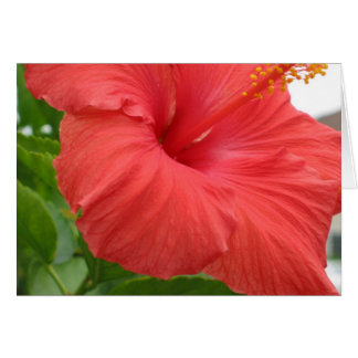 Hibiscus - Groot