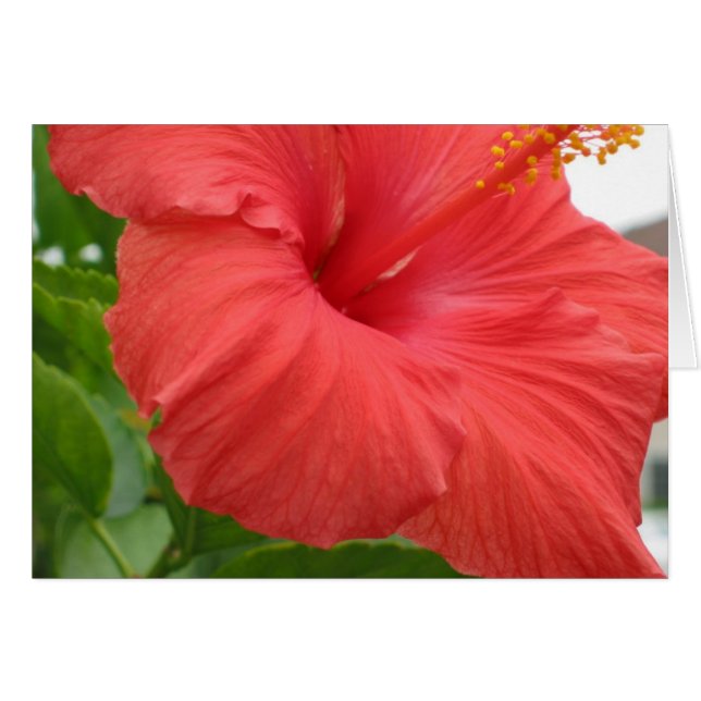 Hibiscus - Groot (Voorkant Horizontaal)