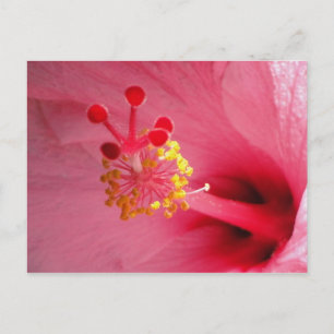 hibiscus hart briefkaart