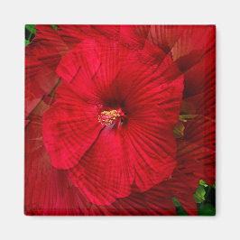 Hibiscus houdt van..... magneet