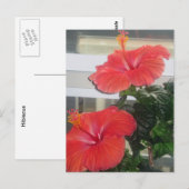 Hibiscus House Plant Briefkaart (Voorkant / Achterkant)