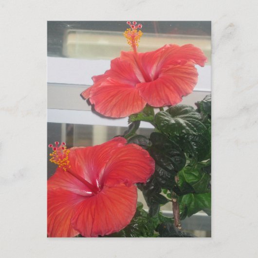 Hibiscus House Plant Briefkaart (Voorkant)