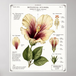 Hibiscus Illustratie | Vintage Bloem Anatomie Kuns Poster