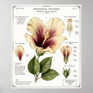 Hibiscus Illustratie | Vintage Bloem Anatomie Kuns Poster