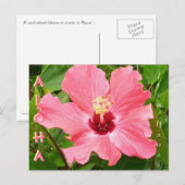 Hibiscus in Hawaii roze koraalkleur Briefkaart (Voorkant / Achterkant)