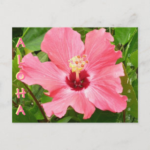 Hibiscus in Hawaii roze koraalkleur Briefkaart