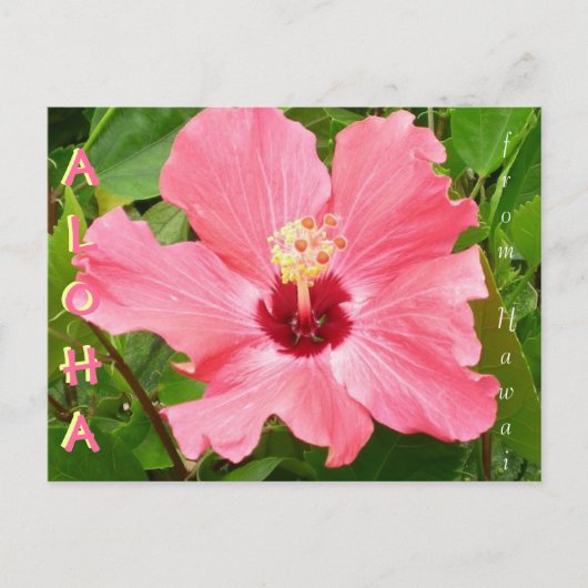 Hibiscus in Hawaii roze koraalkleur Briefkaart (Voorkant)