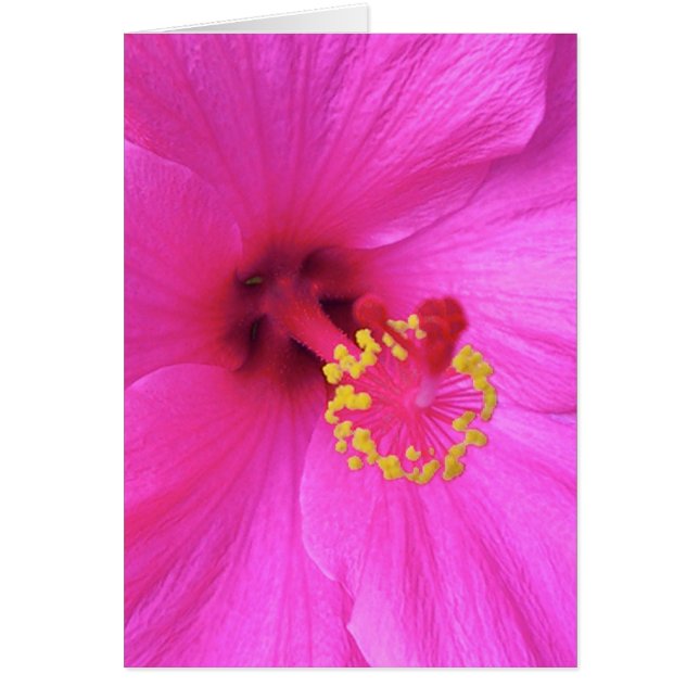 Hibiscus in Magenta (Voorkant)