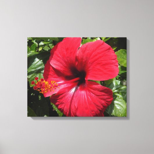 Hibiscus in weinrot canvas afdruk (Voorkant)