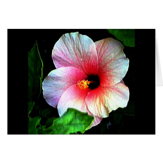 Hibiscus jGibney The Museum Zazzle (Voorkant Horizontaal)