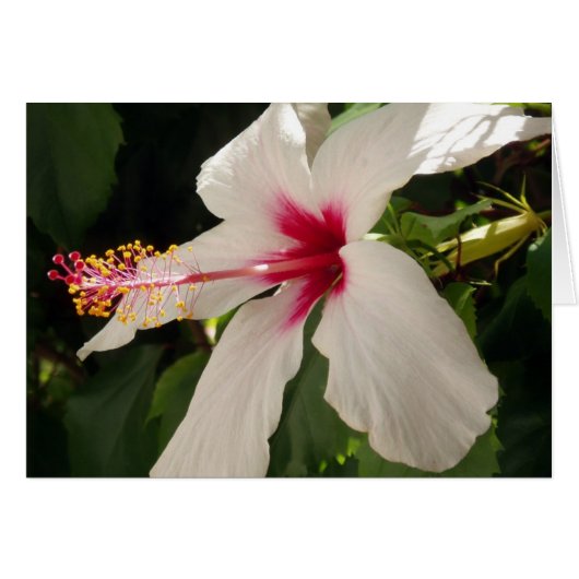 Hibiscus-kaart (Voorkant Horizontaal)