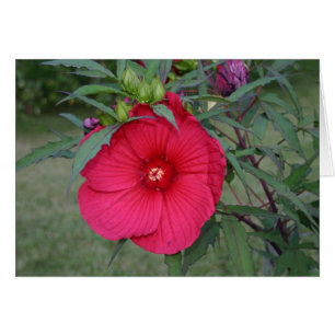 Hibiscus-kaart