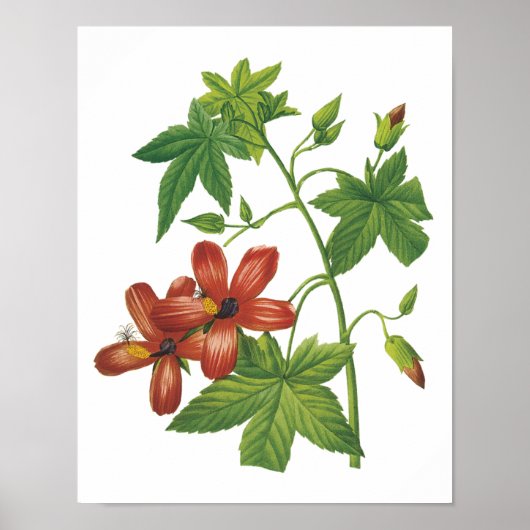 hibiscus (Lavatera phoenicea) van Redouté Poster (Voorkant)