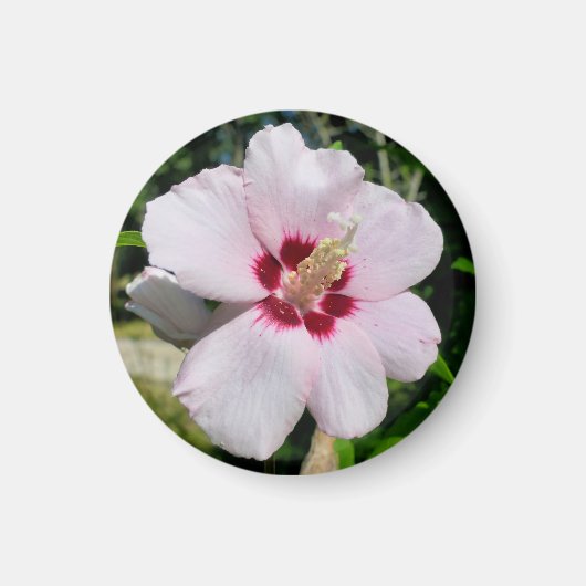 Hibiscus Magneet (Voorkant)