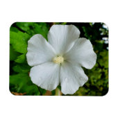 Hibiscus Magneet (Horizontaal)