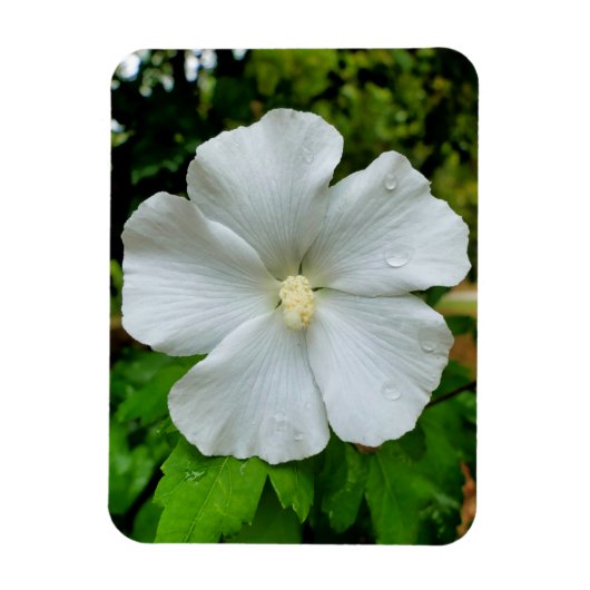 Hibiscus Magneet (Verticaal)