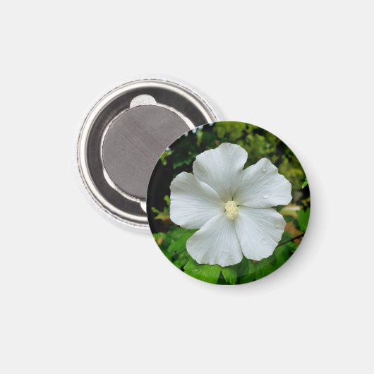 Hibiscus Magneet (Voorkant / Achterkant)