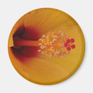 Hibiscus Magneet