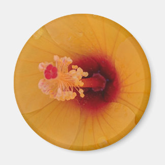 Hibiscus Magneet