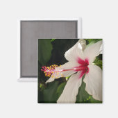 Hibiscus Magnet (Voorkant / Achterkant)