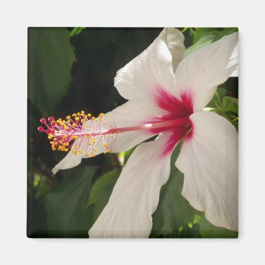 Hibiscus Magnet (Voorkant)
