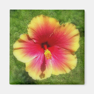 Hibiscus Magnet