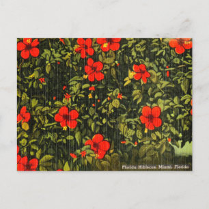  Hibiscus, Miami, Florida Travel Briefkaart